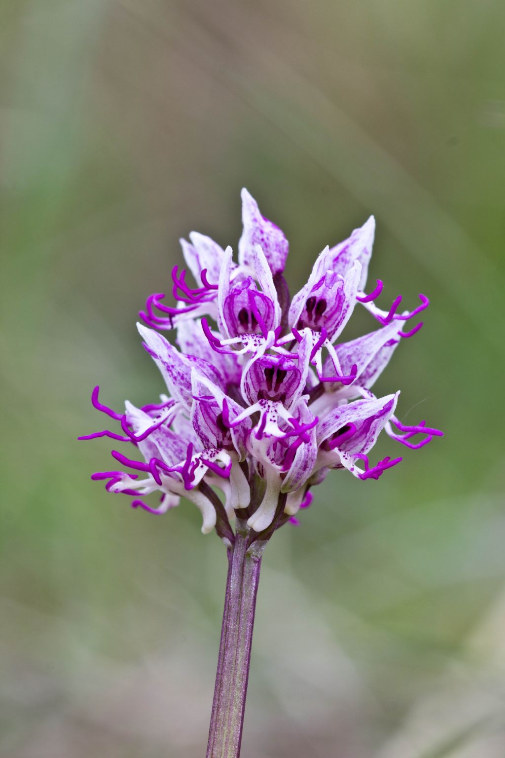 Orchis simia